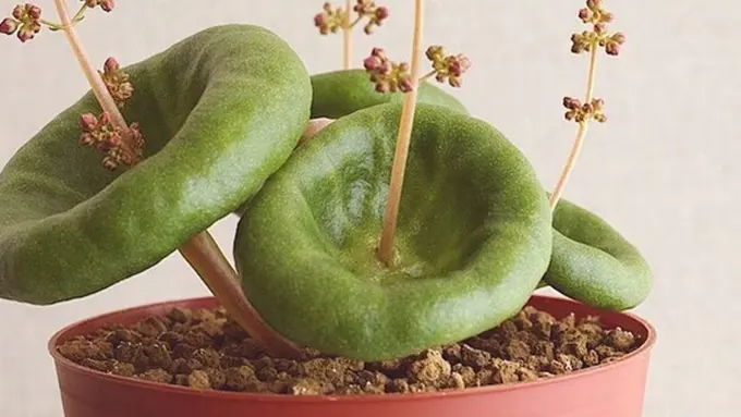 Foto: copyright instagram.com/ajjcactus