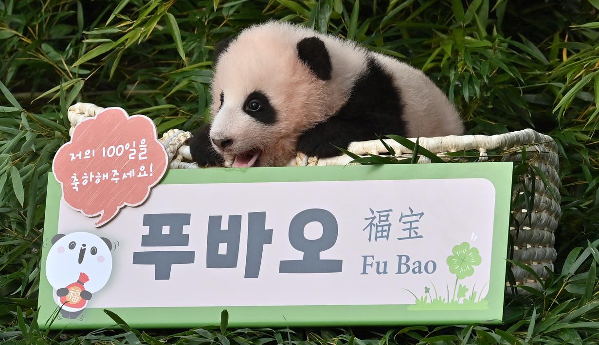 Foto Menyambut Fu Bao Anak Panda Pertama Yang Lahir Di Korea Selatan Global Liputan6 Com