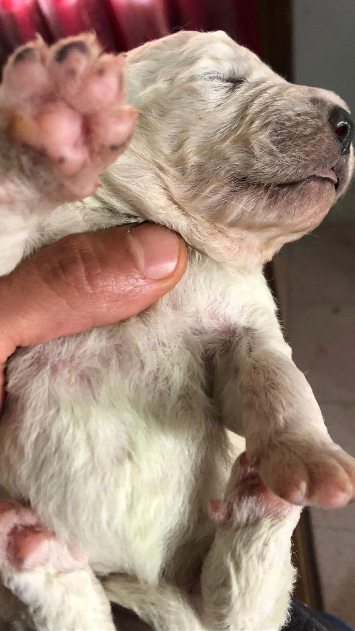 <b>3. Dekati Anak Anjing dengan Hati-Hati</b>