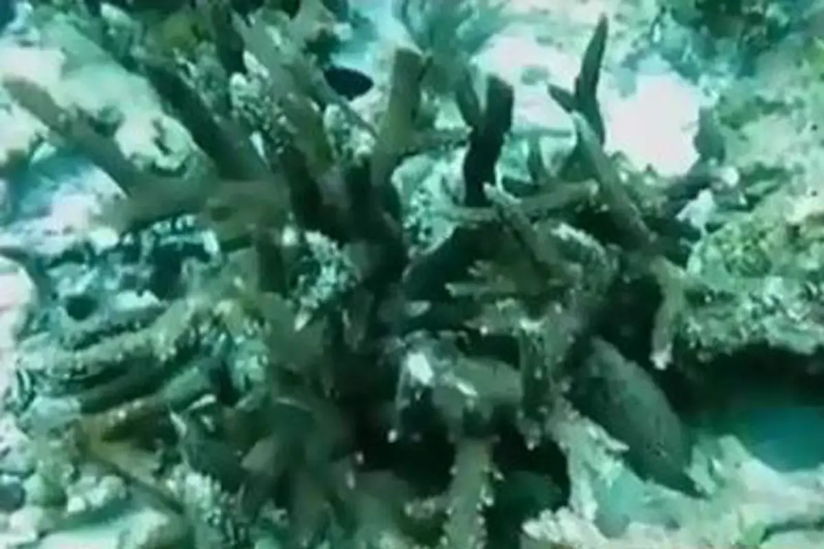 Terumbu Karang Raja Ampat Rusak