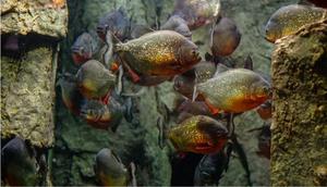 ikan piranha (pixabay)