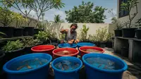Ide Budidaya Ikan untuk Pemula Tanpa Pengalaman yang Menguntungkan