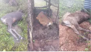 49 Ekor Sapi Milik Warga Mati Kedinginan