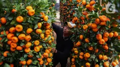 Pedagang mengecek pohon jeruk Imlek yang dijual di kawasan Meruya Utara, Jakarta, Sabtu (18/1/2025). (Liputan6.com/Angga Yuniar)