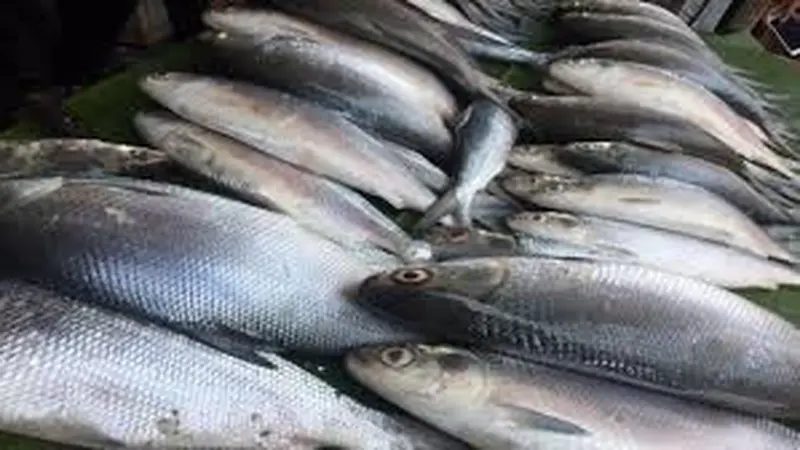Ilustrasi harga ikan laut Anjlok di Banyuwangi (Istimewa)