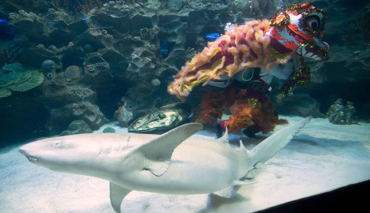 Dua penyelam melakukan atraksi barongsai dengan hiu yang mengelilingi mereka di taman bawah laut Aquaria KLCC, Kuala Lumpur, 30 Januari 2019. Atraksi dengan kostum warna-warni ini dalam rangka menyambut Tahun Baru Imlek 2570. (AP/Vincent Thian)