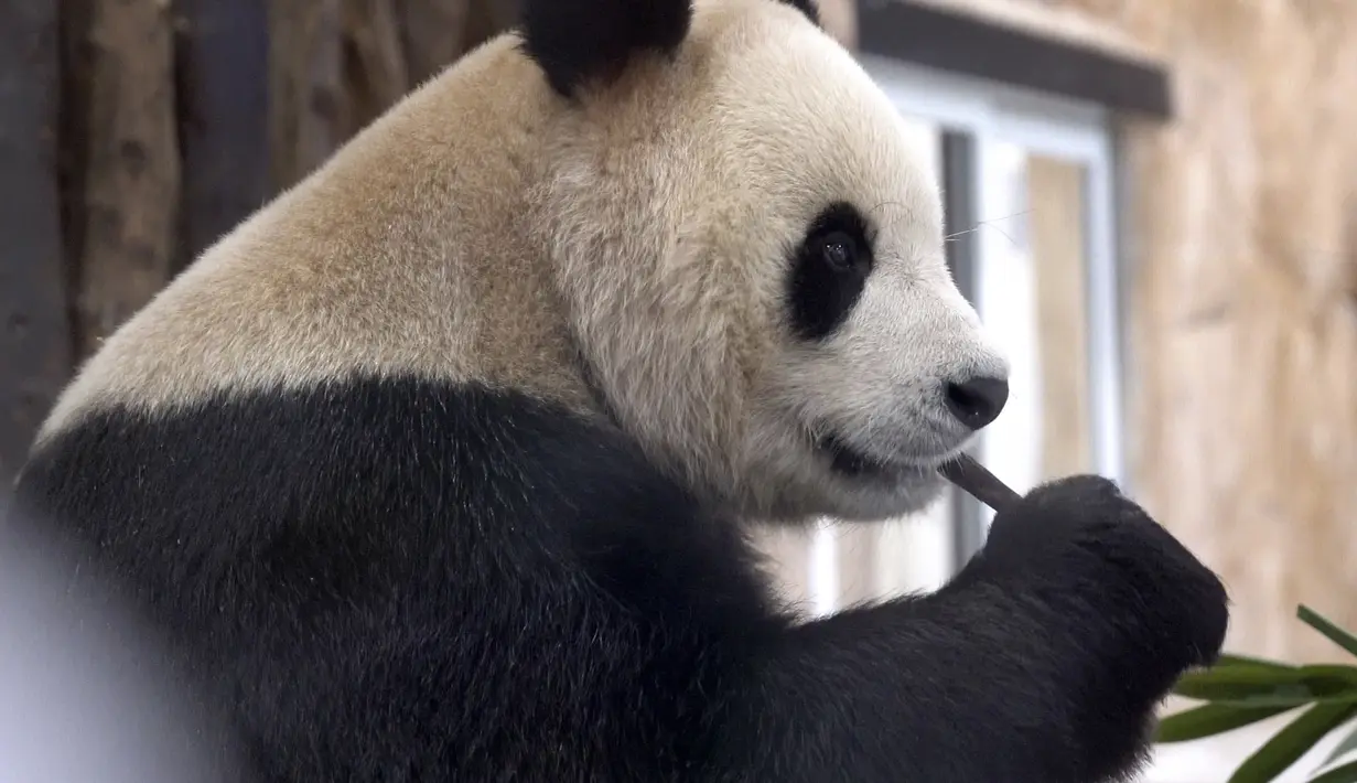 Mereka akan tinggal di kandang yang dirancang untuk menduplikasi kondisi di hutan lebat provinsi pegunungan Sichuan di China. Sebanyak 800 kilogram bambu segar akan diterbangkan setiap minggu untuk memberi makan sepasang panda tersebut. (AP Photo, Lujain Jo)