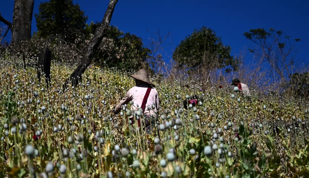 Petani bekerja di sebuah ladang opium di Hopong, Shan, Myanmar, Minggu (3/2). Budidaya opium di Myanmar mengalami penurunan pada wilayah yang relatif aman. (Ye Aung THU/AFP)