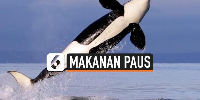 VIDEO: Studi Temukan Orca Pacific Northwest Memakan Chinook