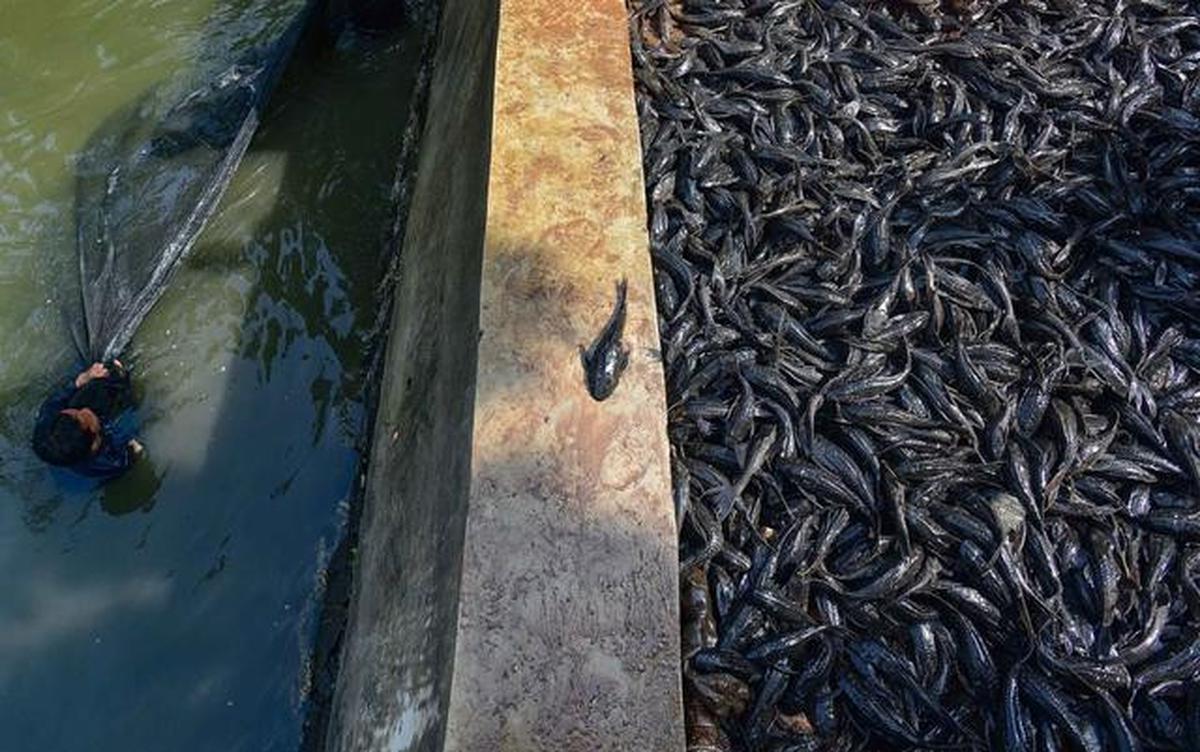 Petugas Sudin Ketahanan Pangan, Kelautan dan Pertanian Jakarta Selatan menangkap ikan sapu-sapu di kawasan Setu Babakan. (merdeka.com/Arie Basuki)
