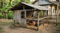 Kandang Ayam Kampung Sederhana untuk Mengejar Panen 4 Bulan, 5 Desain Hemat yang Bisa Dibuat Sendiri