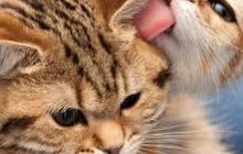 Mengulik Mantu Kucing, Tradisi Unik Memohon Turunnya Hujan saat Kemarau di Pacitan