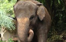 Kabar Duka dari Bali Zoo, Gajah Molly Mati Terseret Arus Sungai Saat Hujan Deras