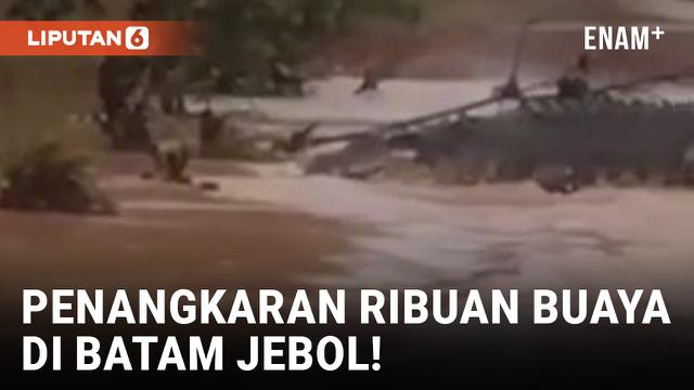 Geger! Penangkaran Buaya Jebol akibat Tanah Longsor di Batam