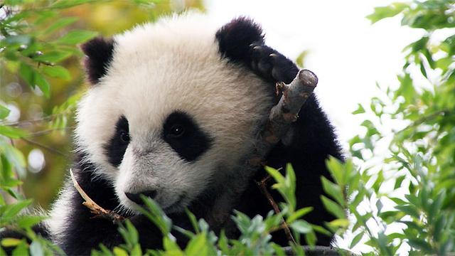 4000 Koleksi Gambar Kolase Hewan Panda HD