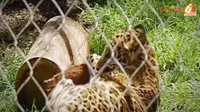 [VIDEO] Lucunya Bayi Jaguar, Singa dan Jerapah Ini