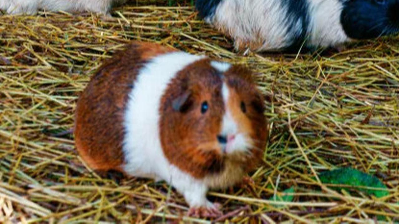 Hamster
