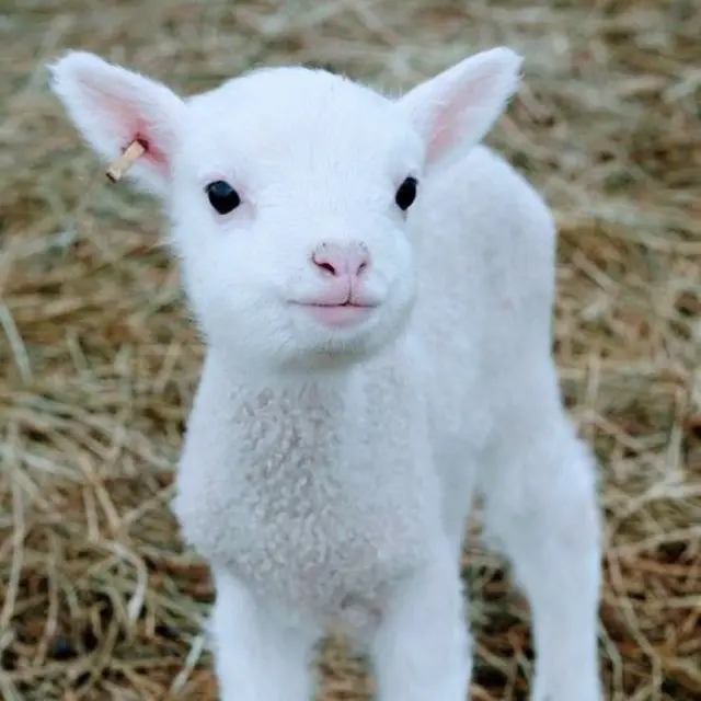 6 Potret Domba dan Kambing Gemas Ini Bikin Kasihan Jika Harus Dikurban