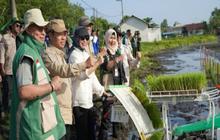Penguatan Ekonomi Tanah Laut: Tanam Padi 35 Hektare Dorong Ketahanan Pangan Nasional