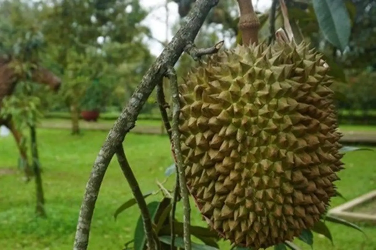 Kebun Durian Warso Farm