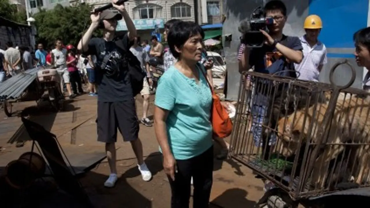 Yang Xiaoyun, Wanita yang Selamatkan 100 Anjing di Festival Yulin