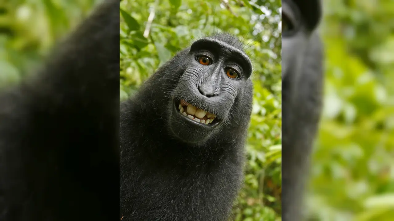Naruto, monyet macaca selfie dari Sulawesi, Indonesia (David Slater via Wikimedia Commons / Public Domain)