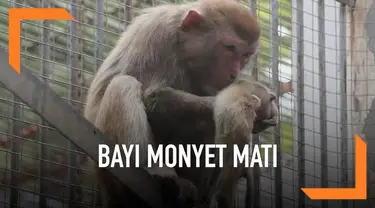 Momen memilukan terjadi di kebun binatang Xiangyang, Hubei, China. Seekor induk monyet terus memeluk dan mencium anaknya yang sudah mati karena kekurangan gizi. Ia melakukan itu dengan harapan anaknya kembali hidup