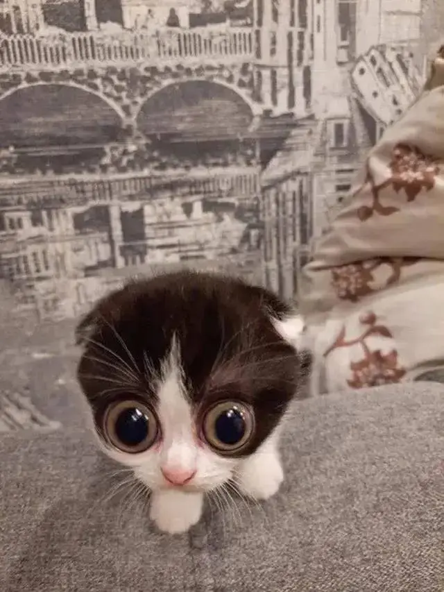 7 Potret Gemas Kucing Ketakutan Ini Lucu Banget, Sampai Dipeluk Anjing