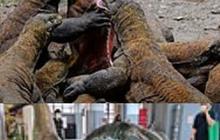 Jika Komodo dan Velociraptor Bertarung, Siapa yang Akan Menang?