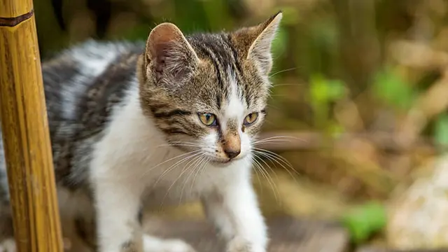Editor Says: Kucing Kampung Juga Pantas Disayang