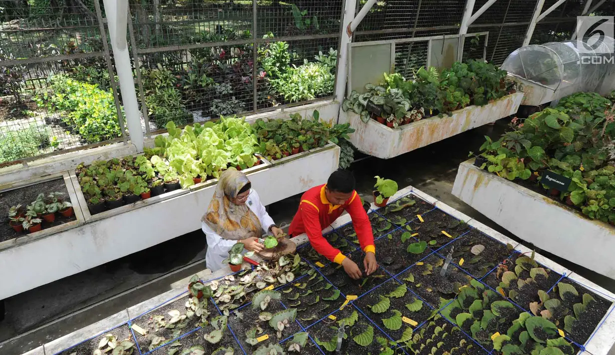 Peneliti tanaman Begonia Hartutiningsih melakukan proses adaptasi Begonia di Kebun Raya, Bogor, Senin (25/2). Kebun Raya Bogor telah mengkoleksi 134 jenis Begonia yang diperoleh dari hasil ekplorasi hutan di Indonesia. (Merdeka.com/Arie Basuki)