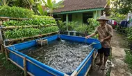 Cara Memperbanyak Lele di Kolam Terpal dengan Sistem Panen Bertahap Setiap 3 Bulan