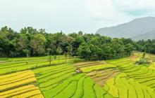 Indonesia Jangan Mau Kalah, Sektor Pertanian India Genjot Produksi Beras hingga Kadang-Kacangan