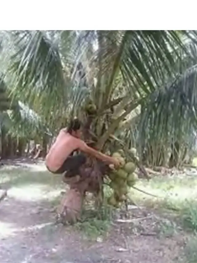 Penuh Perjuangan, Ini 9 Potret Orang Petik Buah dengan Cara Kocak