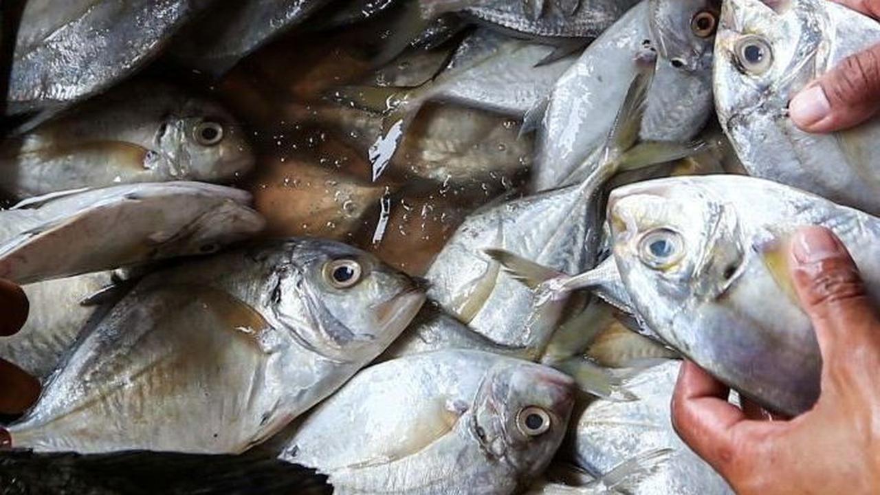 Foto: KKP Sebut Ketersediaan Ikan Selama Ramadan hingga Idulfitri Aman