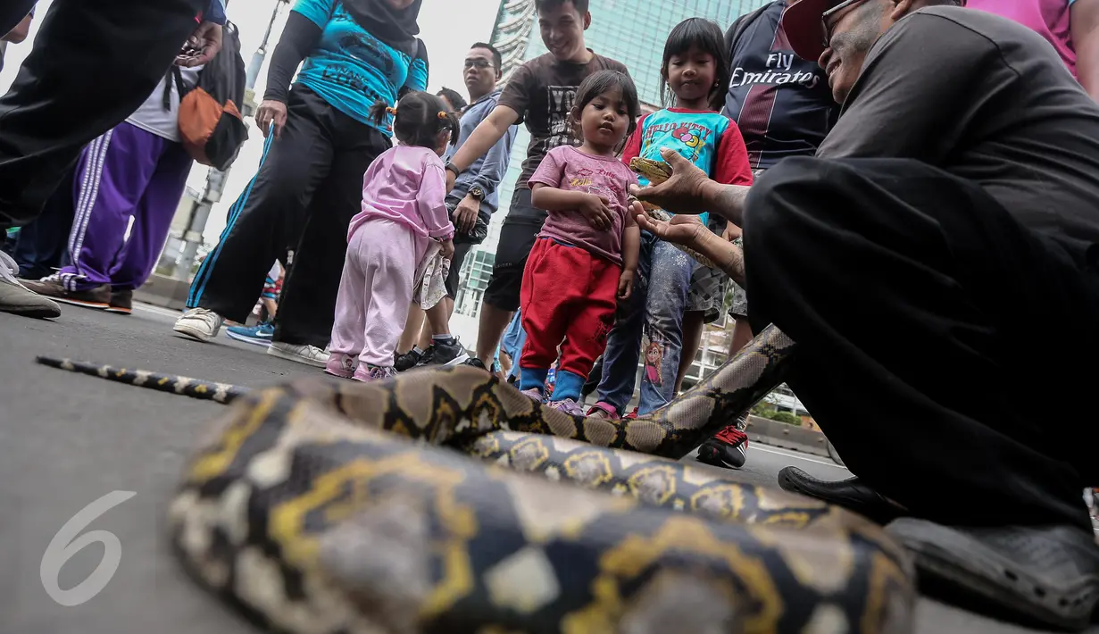 Seorang pria memperlihatkan seekor ular kepada sejumlah anak kecil saat momen Car Free Day (CFD) di kawasan Bundaran HI, Jakarta, Minggu (29/1). Tak sedikit pengunjung CFD yang ingin berfoto dengan hewan reptil tersebut. (Liputan6.com/Faizal Fanani)