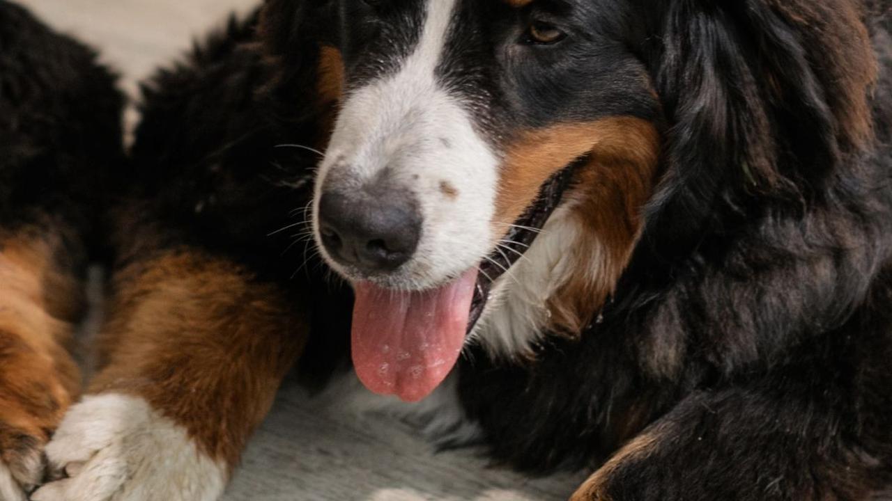 Ide Nama Anjing Jantan<br>