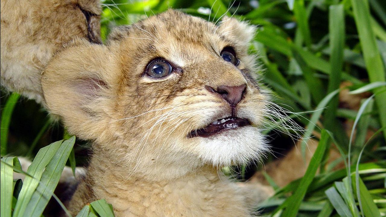 Lion cubs. Image source: Pixabay