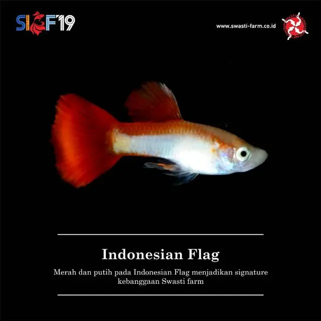 Ikan Guppy