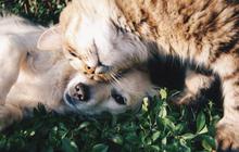Anjing dan Kucing Bisa Kena Diabetes, Ini Fakta dan Cara Penanganannya