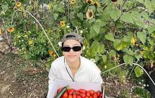 Potret Seru Isyana Sarasvati Asyik Panen Tomat di Kebun Kai Milik Sang Kakak di New Zealand