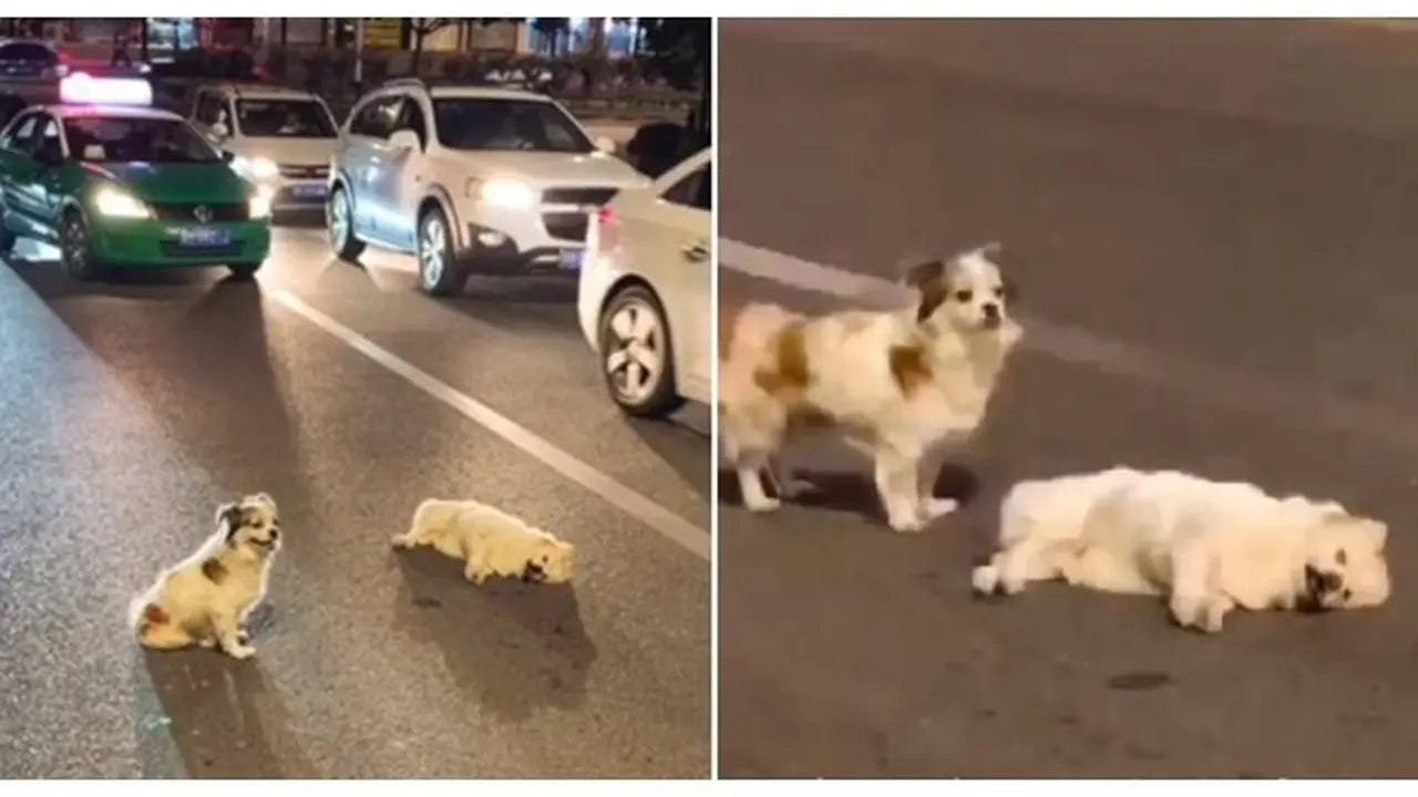 Bikin Haru, Anjing Ini Setia Menjaga Temannya yang Tertabrak Mobil