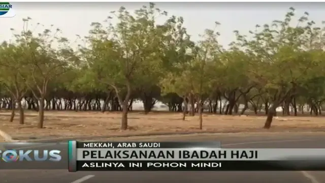 Saat ini pohon mindi atau Pohon Soekarno ini menghiasai Padang Arafah yang memiliki luas 3,5 X 3,3 kilometer di sepanjang jalan. 
