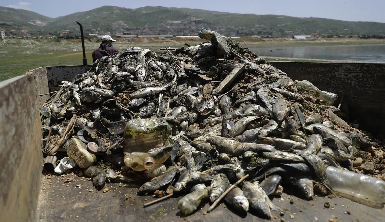 Seorang pekerja mengemudikan truk berisi bangkai ikan mas yang dikumpulkan dari tepi waduk al-Qaraoun di Distrik Beqaa Barat, Lebanon pada 29 April 2021. Berton-ton ikan mati terdampar di sebuah waduk yang sangat tercemar dalam beberapa hari terakhir. (JOSEPH EID / AFP)