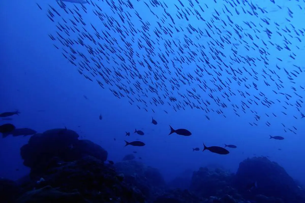 Ikan di Laut