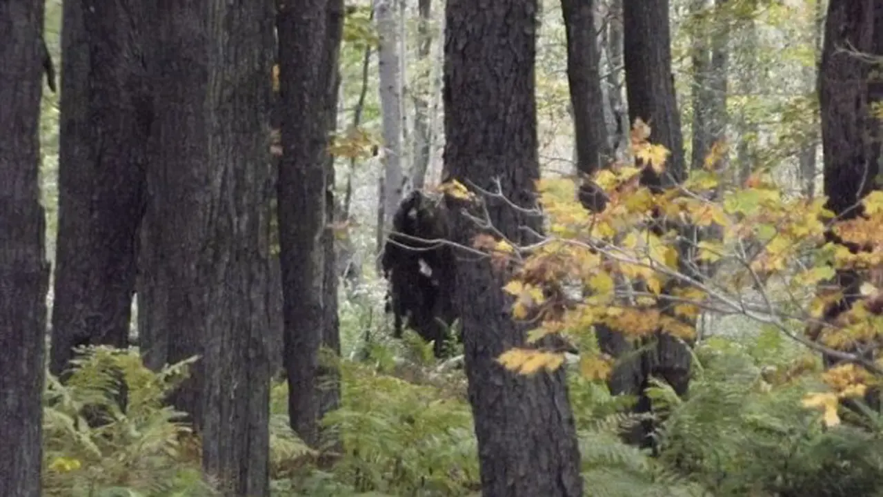 Bigfoot 4