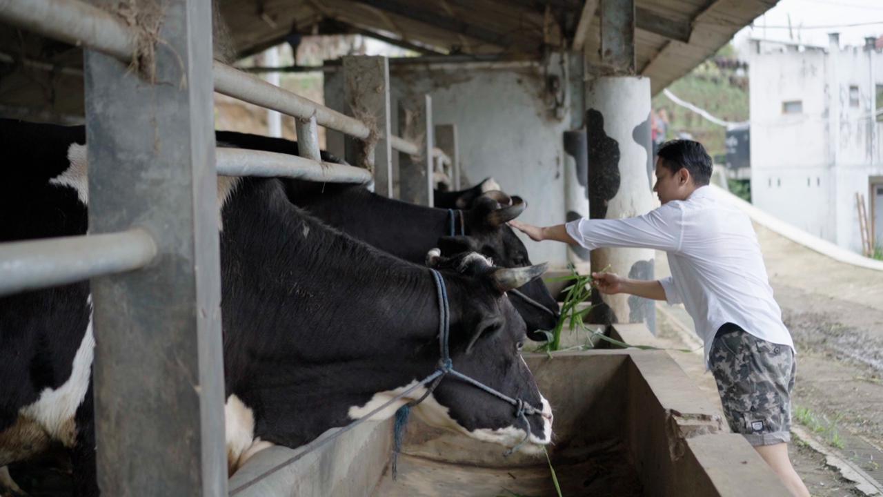 Bupati Trenggalek Nur Arifin Kunjungi Perkebunan Dilem Wilis, Tanam Pohon hingga Beri Makan Ternak