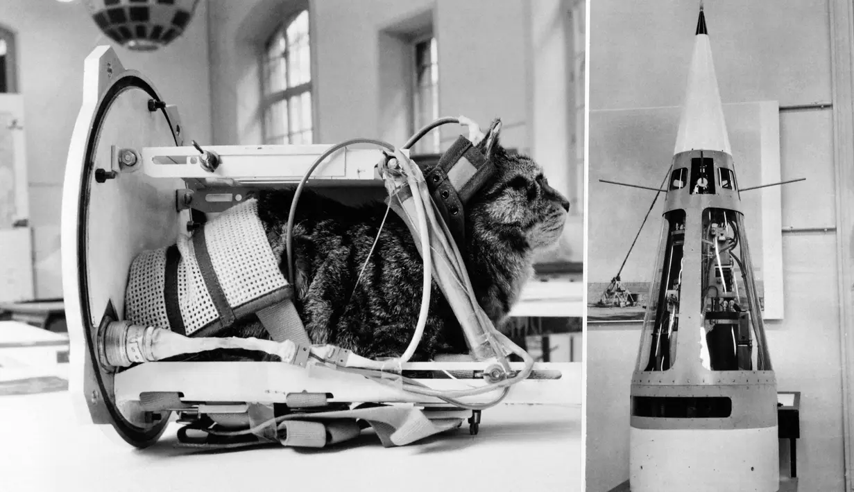 Kucing Felicette digunakan untuk eksperimen penerbangan luar angkasa menggunakan roket Veronique 5 Februari 1964. Felicette atau Felix kucing pertama yang terbang ke luar angkasa. kucing jalanan ini ditemukan ilmuwan Prancis Oktober 1963. (AFP Photo)