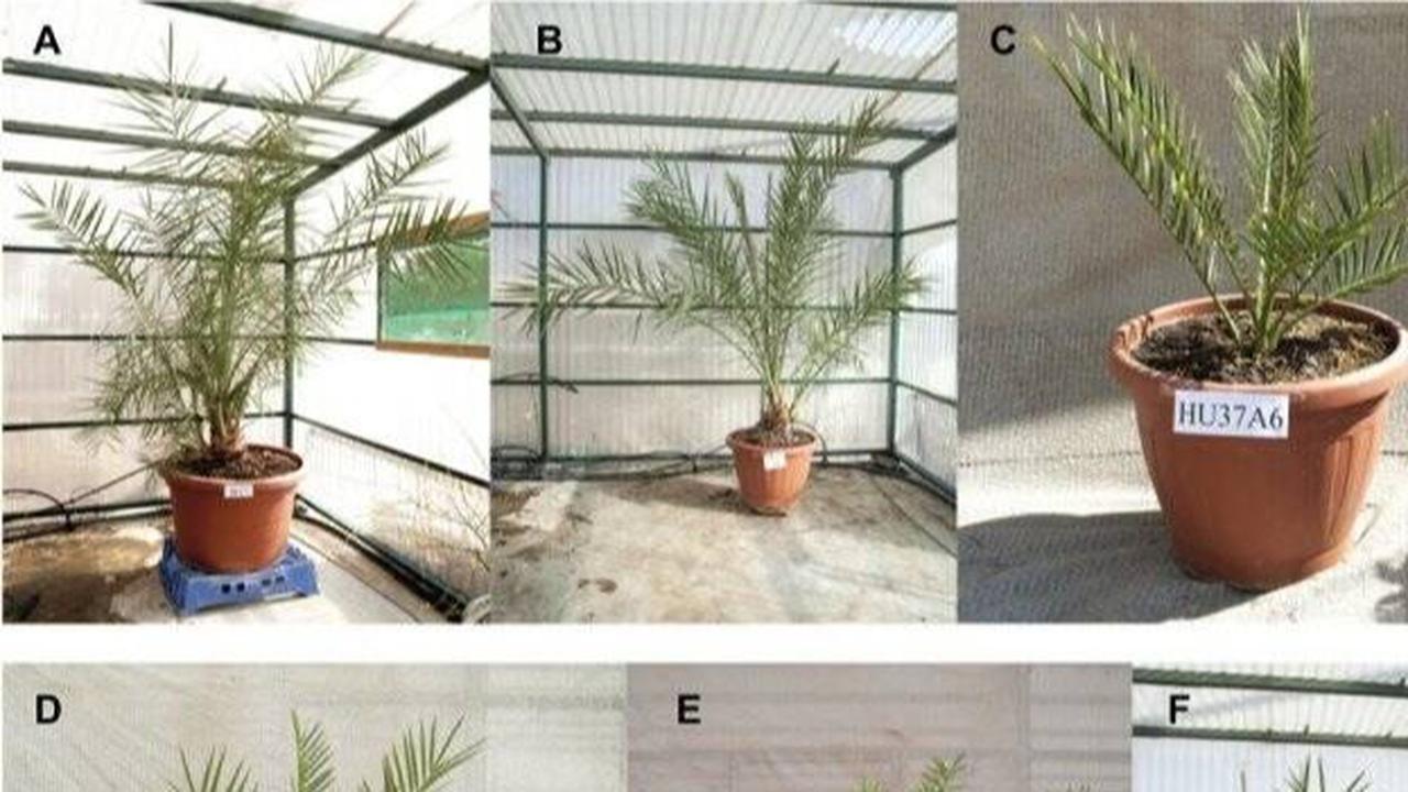 Ilmuwan Berhasil Tanam Pohon Kurma dari Benih Berusia 2.000 Tahun, Ditemukan di Gua Naskah Laut Mati
