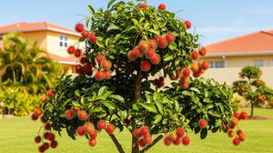 Panduan 12 Langkah Menanam Rambutan di Pekarangan Agar Tidak Membesar dan Tetap Lebat Buah